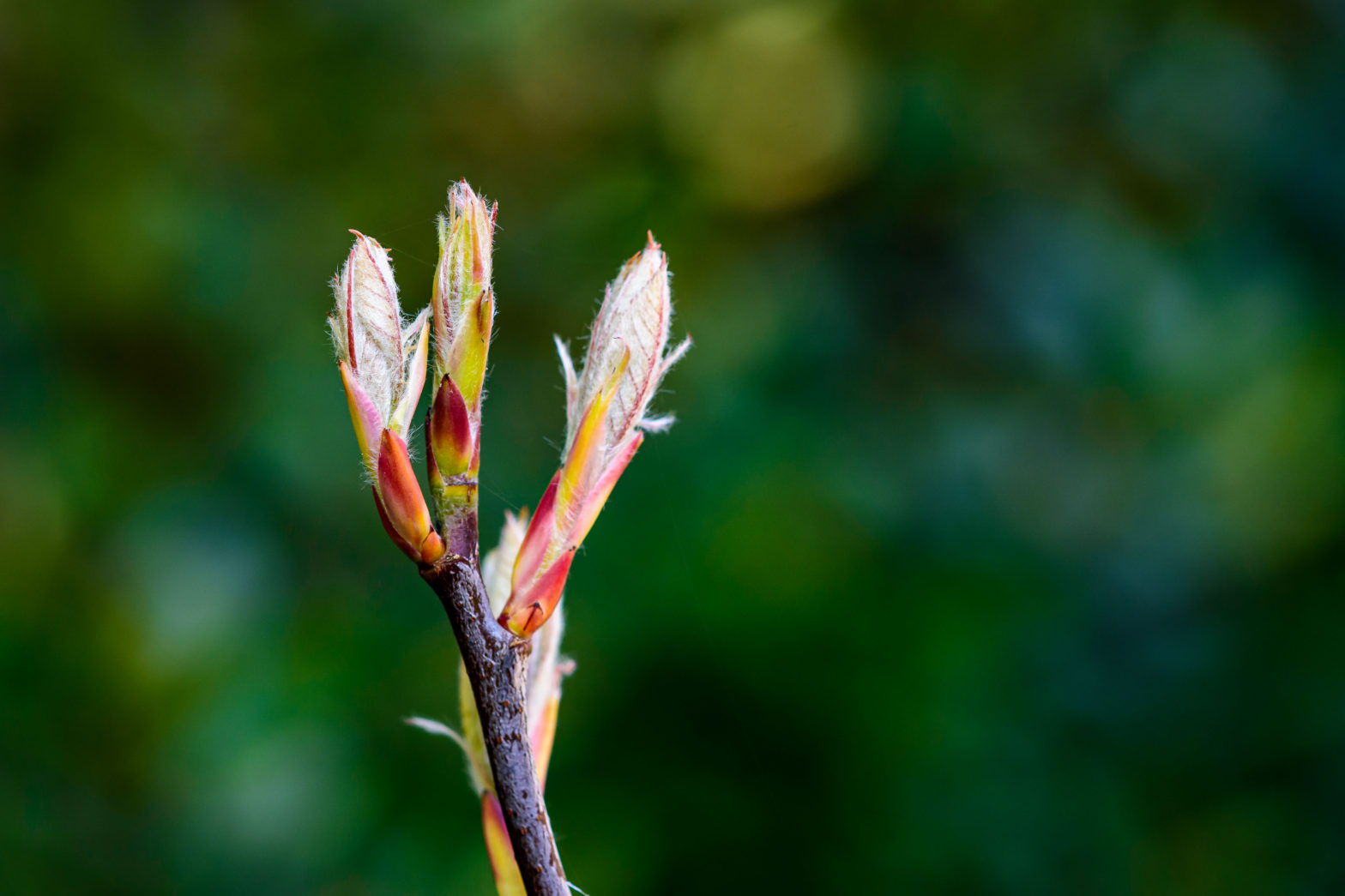 En toch is het gewoon lente…