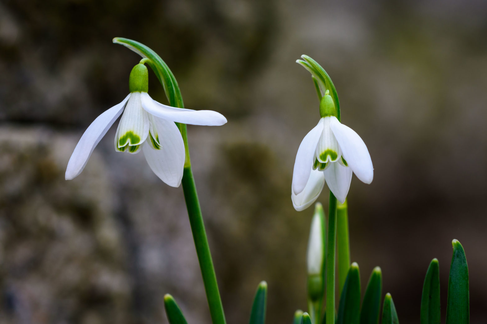 Maart: Lente!
