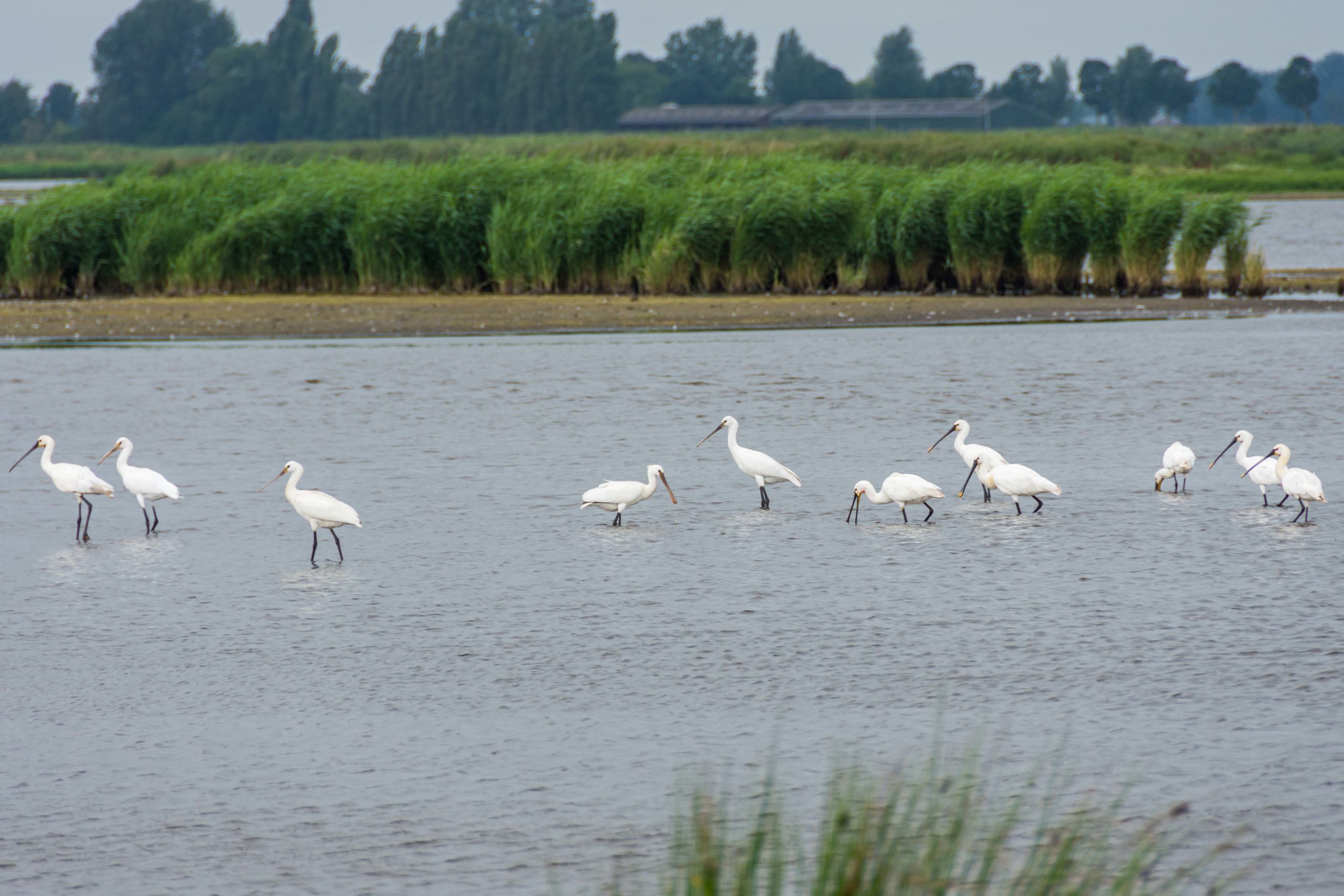 De Groene Jonker