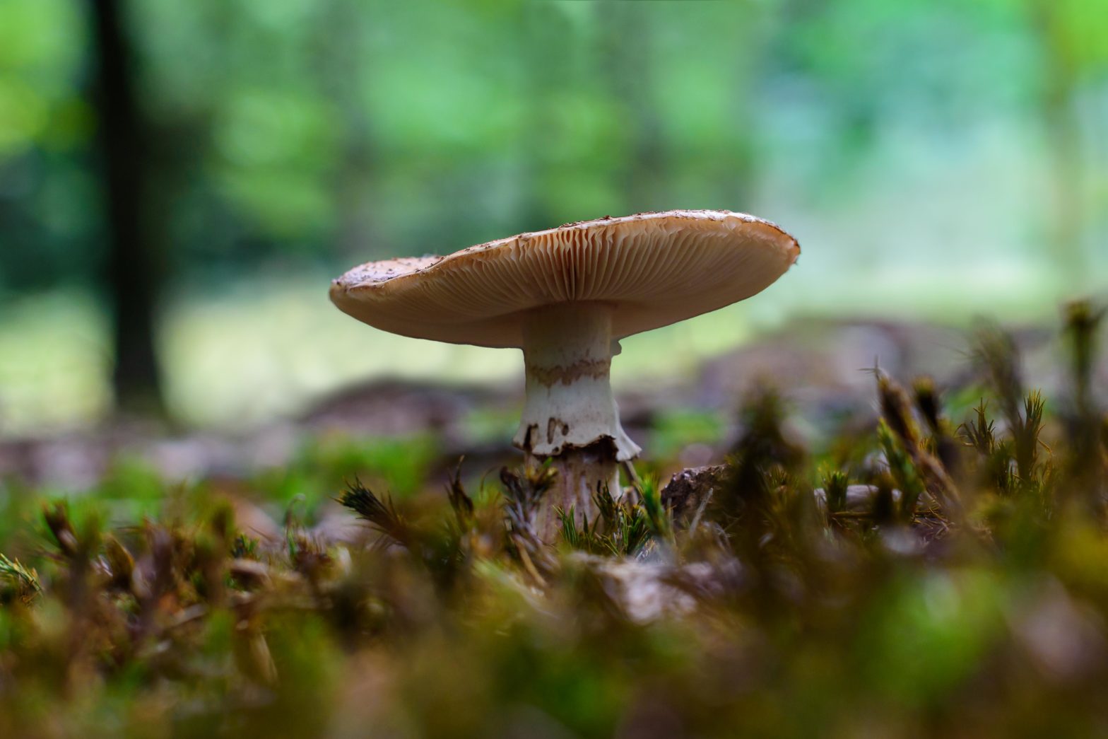Oktober: Paddenstoelen